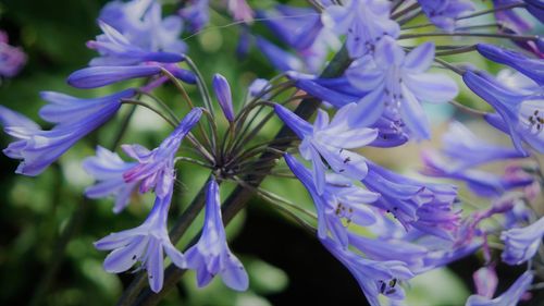 Close-up of purple flowering plants