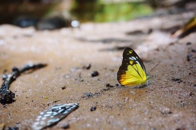 Surface level shot of butterfly on wet field