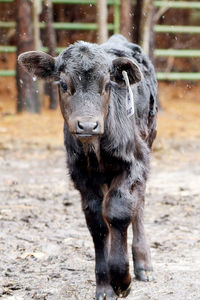 Portrait of horse on field