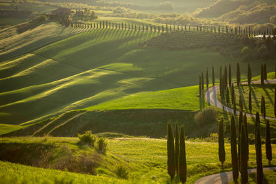 Tuscany countryside at sunset. green rolling hills and cypresses in soft evening light