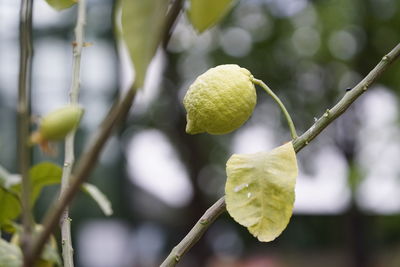 Close-up of fruit on tree