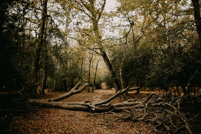 Trees in forest