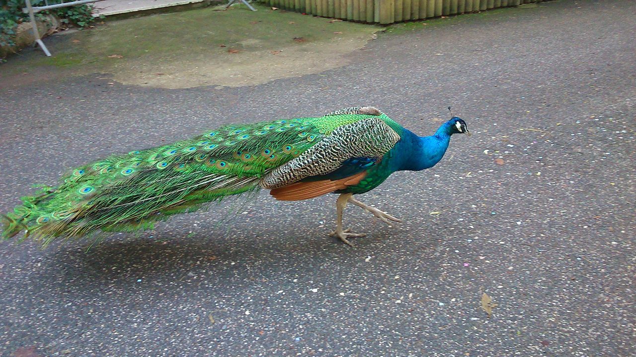 animal themes, animals in the wild, one animal, wildlife, blue, side view, full length, bird, nature, high angle view, no people, outdoors, beauty in nature, day, close-up, peacock, sunlight, zoology, green color, two animals