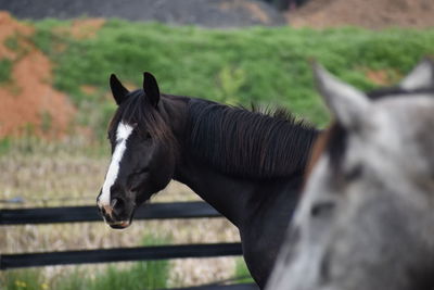 Horse standing on field