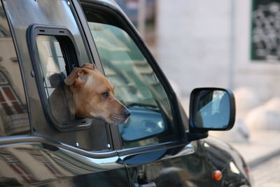 Dog looking through car side-view mirror