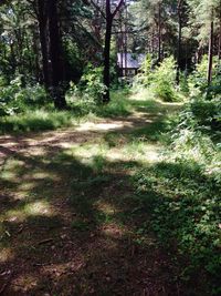 Trees in forest