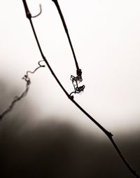 Low angle view of silhouette barbed wire against sky