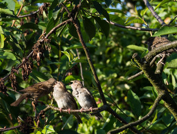 Low angle view of birds on tree