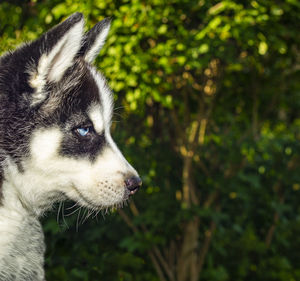 Close-up of dog looking away