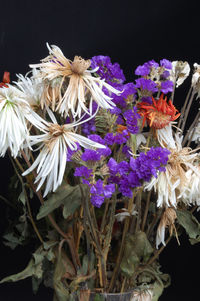 Close-up of wilted flowers against black background