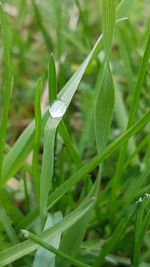 Close-up of insect on plant