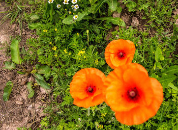 High angle view of orange poppy on field