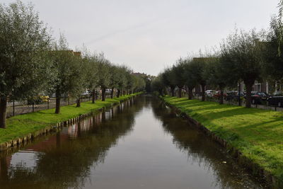 View of trees by river