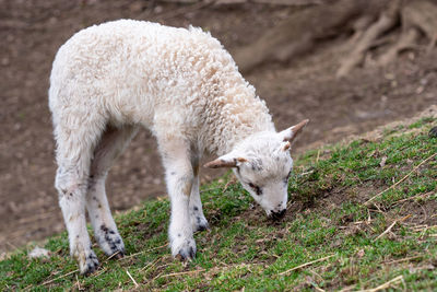 Sheep grazing on field