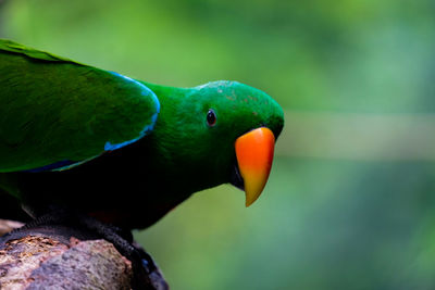 Close-up of parrot perching on branch