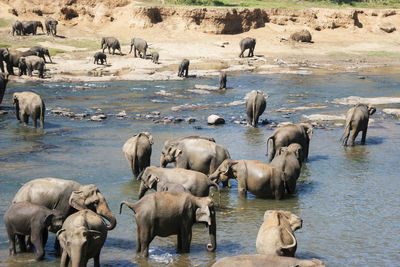 Elephants taking bath in a river, pinnawala elephant orphanage, sri lanka