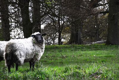 Low angle view of sheep on grassy field