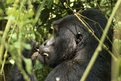 Gorilla snacking