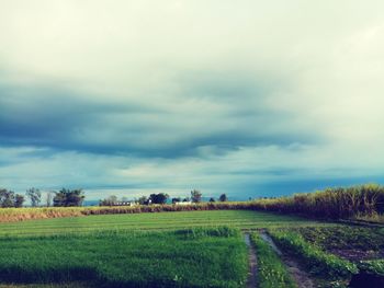 Scenic view of agricultural field against sky