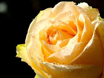 Close-up of yellow rose over white background