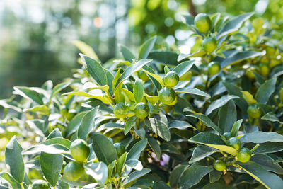 Fortunella japonica cumquat. natural background with cumquat fruits in foliage.