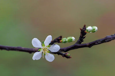 Close-up of flowering plant on branch