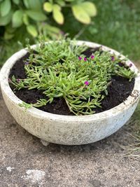 High angle view of potted plant