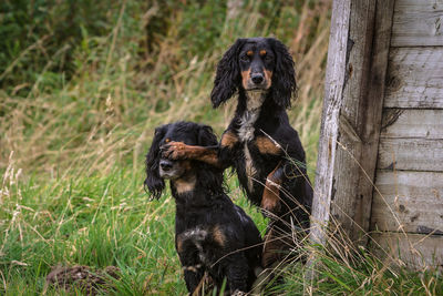 Black dog on grass