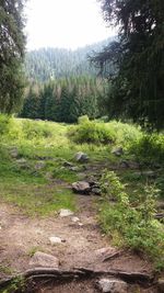 Scenic view of trees growing in forest