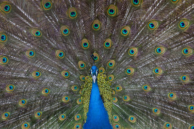 Close-up of peacock with feathers fanned