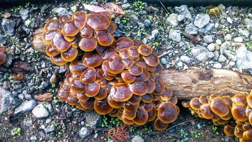 High angle view of mushrooms on tree trunk