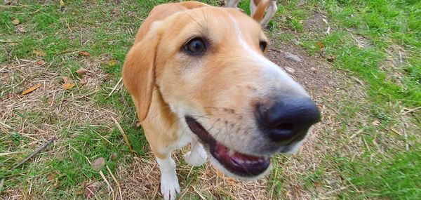 High angle view of dog on field