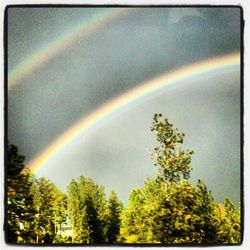 Rainbow over trees