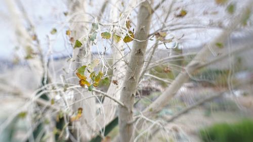 Close-up of white flowering plant