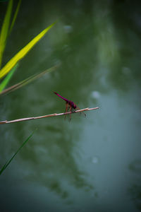 Close-up of dragonfly on lake