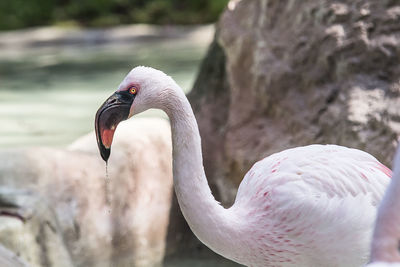 Close-up of swan in lake