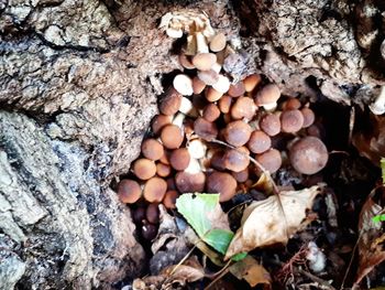 Close-up of mushrooms growing on tree