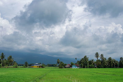 Scenary view of paddy field and coconut tree with cloudy blue sky