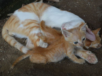 Close-up of cat with infants sitting outdoors