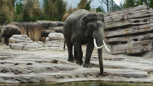 Elephant in water