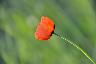 Close-up of red poppy flower