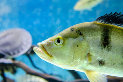 Close-up of fish swimming in sea