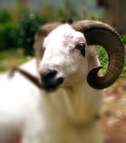 Close-up of sheep standing on field