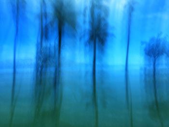 Trees against blue sky