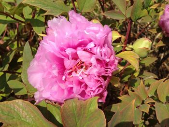 Close-up of pink flower in garden