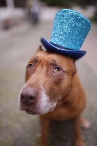 Close-up portrait of dog