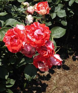 Close-up of red flowers blooming outdoors