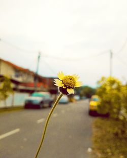 Close-up of yellow flower on street