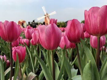 Close-up of pink tulips