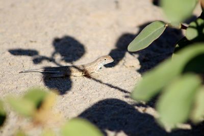 Close-up of a lizard